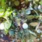 Fresh Eucalyptus Wreath